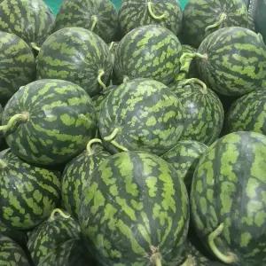 달콤한 여름의 맛 하우스 수박 5-6kg (가정용)