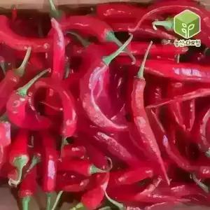 국내산 홍고추 10kg