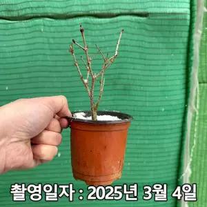미스김라일락 4치 포트