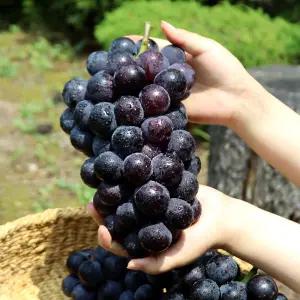 고당도 거봉 포도 특품 1kg(2수)