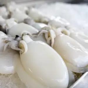 국내산 손질 꼬마 갑오징어 2kg 40미 내외