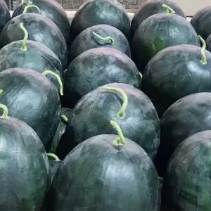 국내산 고당도 맛있는 흑수박 꿀수박 5kg
