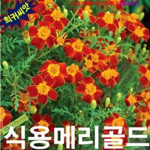 (씨앗나라) 식용메리골드 레드젬(파프리카) 20립야생화키우기 파종 모종 심기 파종기 꽃씨앗 식물키우기 실