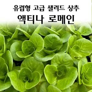 [모종심는아빠] 유럽형 고급 샐러드 상추 액티나 로메인 모종3개