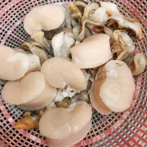 국내산 완전손질 키조개 관자 1kg(20-25미)