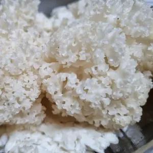 생꽃송이버섯 1kg 베타글루칸 친황경재배