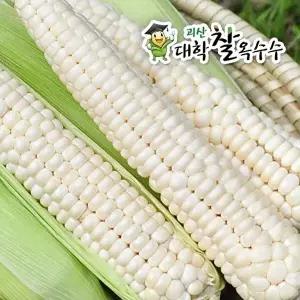 [명가일품]7월 13일 부터 순차 출고 [7/13 첫수확] 괴산 대학 찰옥수수 60개 (개당17cm이상)