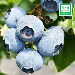 시온농장 무농약 햇 블루베리 1kg(500gx2) 당일 수확