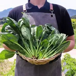 국내산 햇 시금치 2kg 4kg 내외 1박스