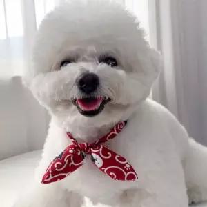 강아지 웨이빙끈 리본 타이 1P 러블리 스카프 케이프 강아지러블리케이프 (WFG6VNL)