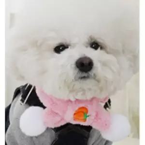강아지 부드러운 펌프킨 목도리 1P 보온 머플러 겨울 반려견겨울머플러 (WFG6VMW)