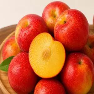 꿍이네 고당도 대석자두 중소과 대과 1.5kg 2kg 실속형 여름과일