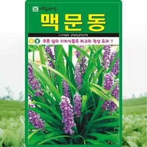 아람종묘 맥문동 씨앗 100립 재래종 맥문동 꽃씨 약초 종자