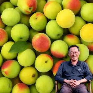 6월22일부터발송 [맑은물농원] 하동 홍매실 왕왕특 10kg(남고)