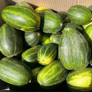 고령 성산 파파야 메론 1kg 랜덤 못난이메론 고령 파파야 멜론 개구리 참외 파파야 참