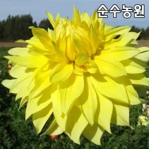 다알리아 모종, 하베스트 문라이트 15cm사각화분 1개/달리아/꽃구근/다년초