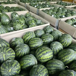 [대한민국농수산] 국내산 고당도 수박 5-6kg (가정용)