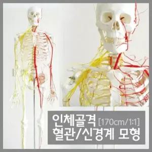 의대 교육교구 인체골격 혈관 신경계 관찰 교구 A0055