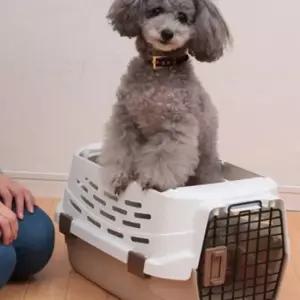 강아지 고양이 오픈형 켄넬 M 반려견 캐리어 이동장