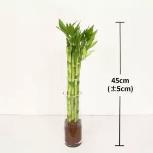 개운죽 45cm 코스트코 마켓송지2606