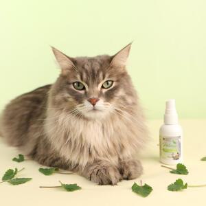 펫토리아 고양이 캣닢 스프레이 50ml