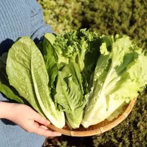 무농약 유러피안 샐러드 채소 1kg(4종 이상 랜덤)