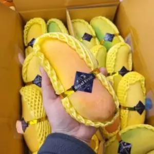 시즌오픈 마하차녹 무지개망고 4kg