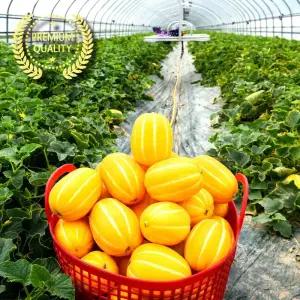 참외 성주참외 가정용 못난이 3kg 5kg 10kg