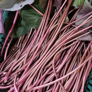 여주 고구마줄기 껍질째 통째로 먹는 고구마순 1kg(잎포함)