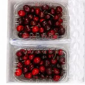 [자연의정]항공직송 칠레산 생 체리 특대과(9.5R~10R) 2kg