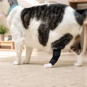 반려견 슬개골 관절 보호대 중형 7~12kg 강아지 다리 지지대