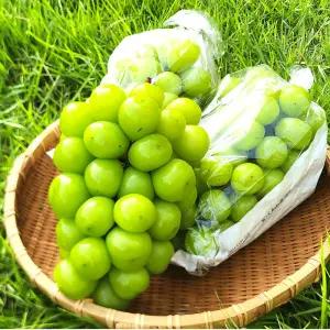 첫 출하 샤인머스켓 일반형 1-3수, 1kg