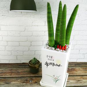 [축하 Ver2] 메세지가 인쇄되는 축하화분 승진 영전 진급 개업 이사 집들이 사무실