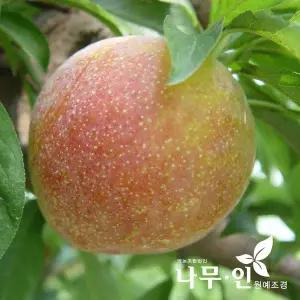 [나무인] 자두나무묘목 2개(왕자두 추희자두 대석자두 피자두)
