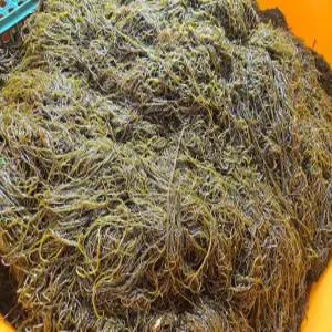 지아수산 완도 염장 꼬시래기 1kg/2kg/4kg 국산 꼬시래기 반찬용