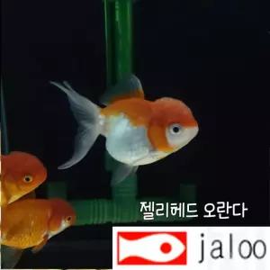 생먹이 자루 젤리 헤드 오란다 5-7cm 내외 1마리 색상랜덤 금붕어 관상어 연못 어항 열대어