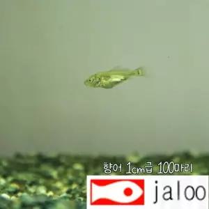 생먹이 자루 향어 1cm급 100마리 생먹이 먹이용 유어 치어 방생 연못 수족관 어항 민물고기 비늘없는 향어