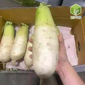 국내산 햇무 제주무 월동무 흙무 세척무 무우 10kg
