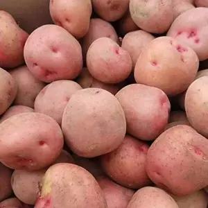 남도 포슬포슬 홍감자 5kg(왕특_180~280g내외)