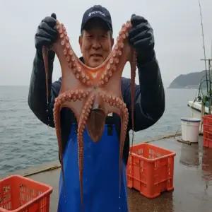 국내산 자숙 참문어 숙회 제수용 4kg 자숙후 2.4kg내외 피문어