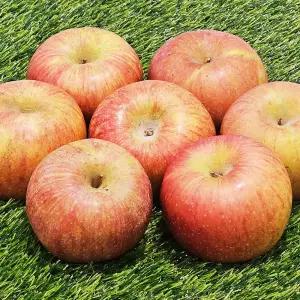 매일먹는 부사사과 실속 못난이 2Kg (중소과 10~13과)