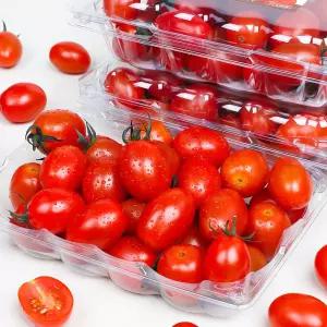 고당도 속이 꽉찬 단단한 과육 스테비아 방울 토마토 (500g × 1팩)