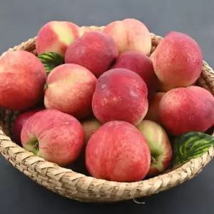 복숭아의 계절 백도맛 신비복숭아 1.5kg