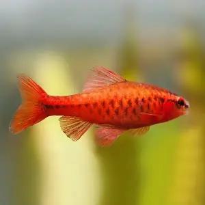 [고기야놀자] 체리바브 10마리-구피,구피사료,어항,수족관,열대어사료,수조