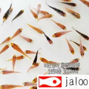 생먹이 자루 비단잉어 홍백 & 삼색 치어 1센티급 50마리 황금 물고기 열대어 관상어 수족관 어항