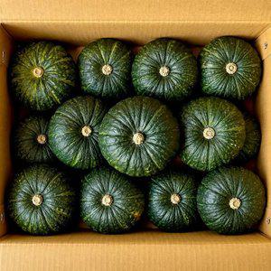 [제주농가] 포슬포슬 제주 미니밤호박 10kg 정품 로얄과 17-26과내외 박스포함 단호박