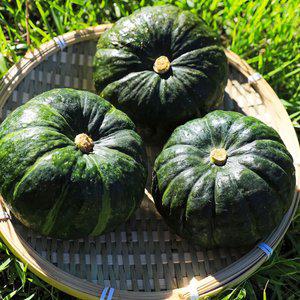 제주 달큰한 미니 보우짱 밤호박 10kg