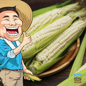 [예약]괴산닷컴/작목반장 괴산대학찰옥수수 30개/박스포장