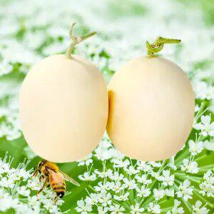 꿀벌이 키운 수신메론 8kg (4-5과) / 2026년 수확 하얀멜론 홈런스타