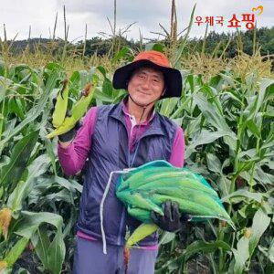 [우체국쇼핑] 26년 무안황토밭 시골 미백 찰옥수수 10개 (12cm 이상)